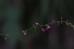 Pseudarthria viscida